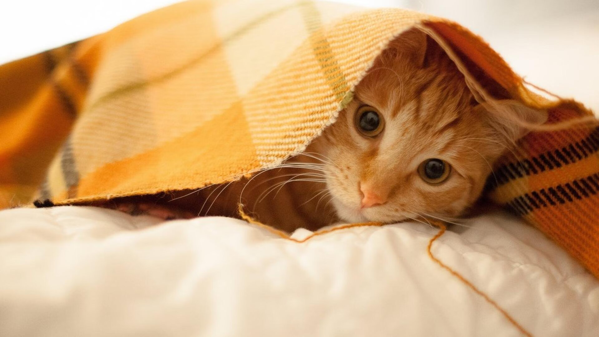 开拓者冲垮尼克斯，布伦森欧冠决赛接管比赛，体育世界中的团队风暴与个人传奇