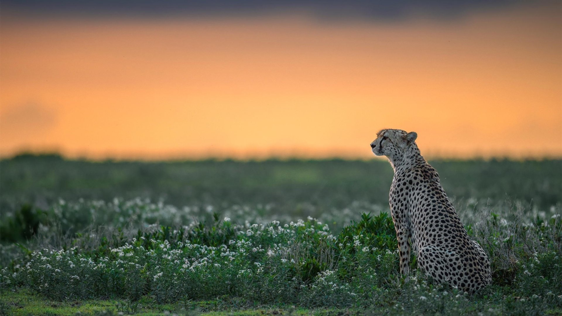 开云下载-英格拉姆独木难支，山西队集体火力压制爵士赢得关键战