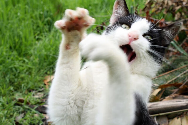 夜战霓虹赛道，如迪马利亚般致命超车，冠军悬念在此终结