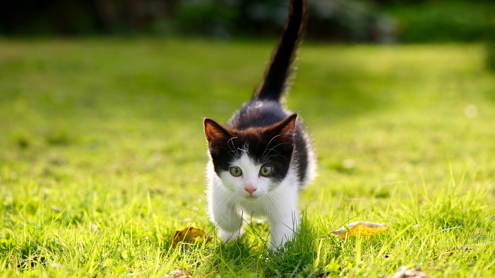 开云平台-绝境之王，卡拉斯科攻防两端的统治力，让摩纳哥赢得生与死的豪赌