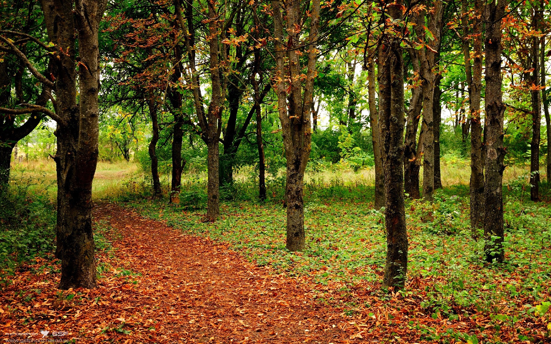 鹈鹕轻取开拓者提前终结悬念,哈利伯顿全能表现统治全场闪耀NBA