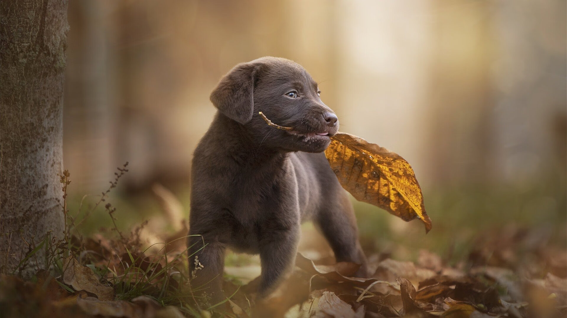 绝杀时刻,当斯通斯踩下那脚改变历史的油门