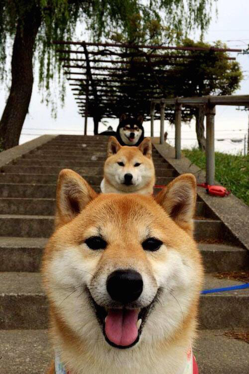 开云体育中国-绝境之怒，锡安42分血洗深圳，压力之下方见真王