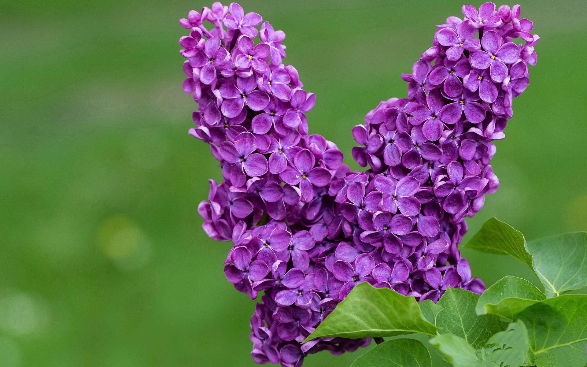 绝境之怒，锡安42分血洗深圳，压力之下方见真王