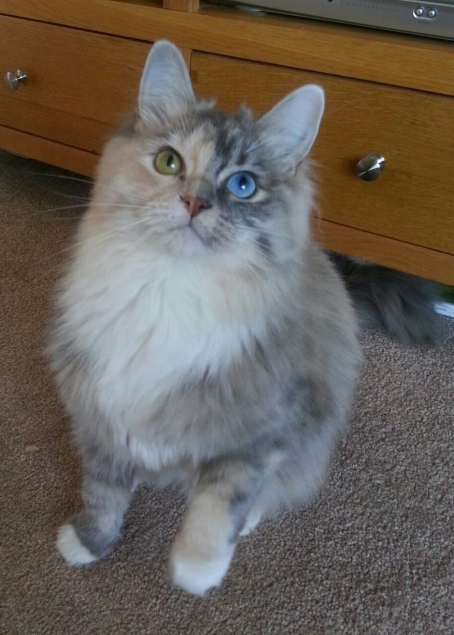 委内瑞拉硬仗取胜突尼斯,帕尔默关键时刻成英雄