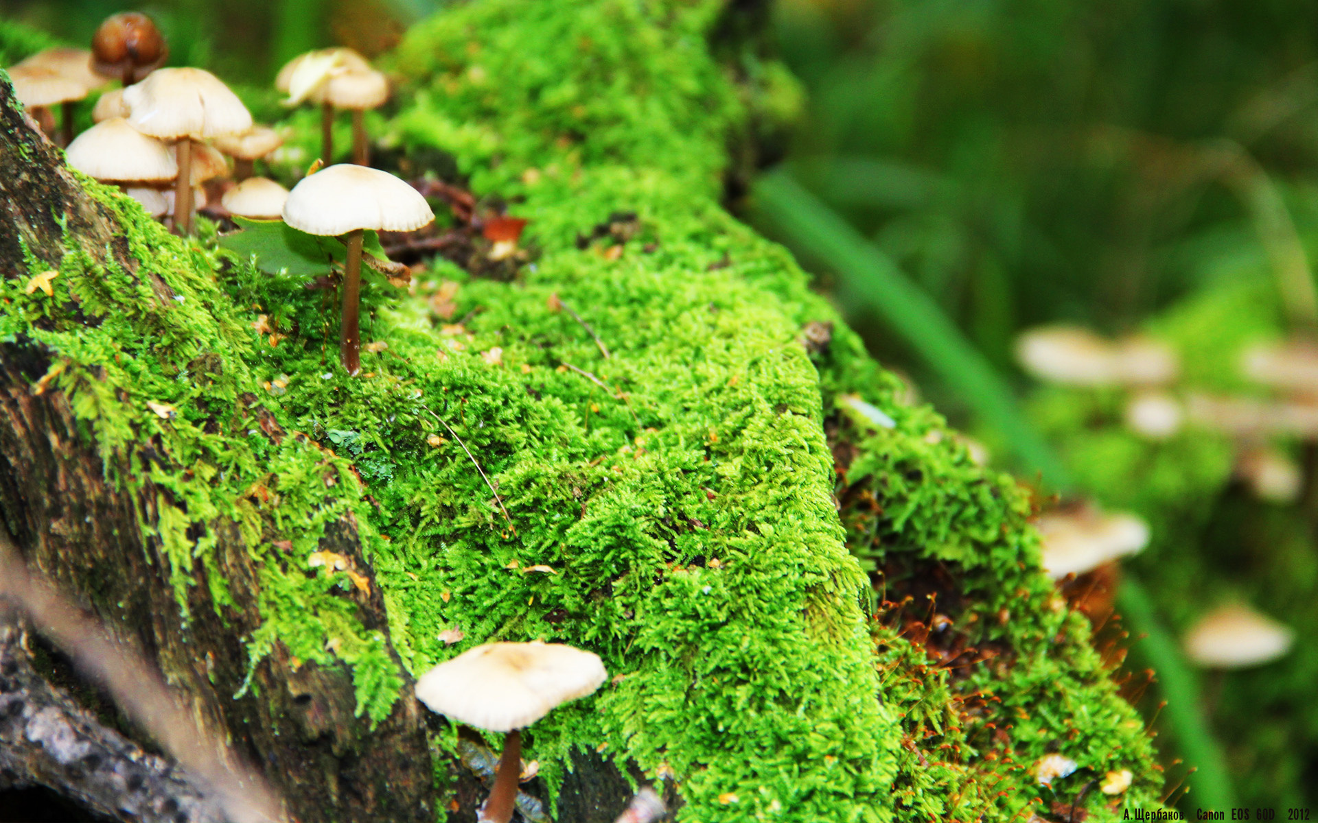 铁蹄踏阵,银瓶乍破,当布伦森以手术刀肢解勇士防线