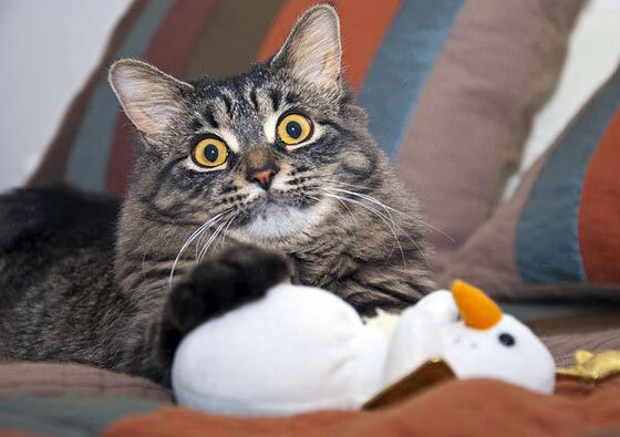 开云体育APP下载-吉林队加时绝杀森林狼，塔图姆独木难支点燃赛场