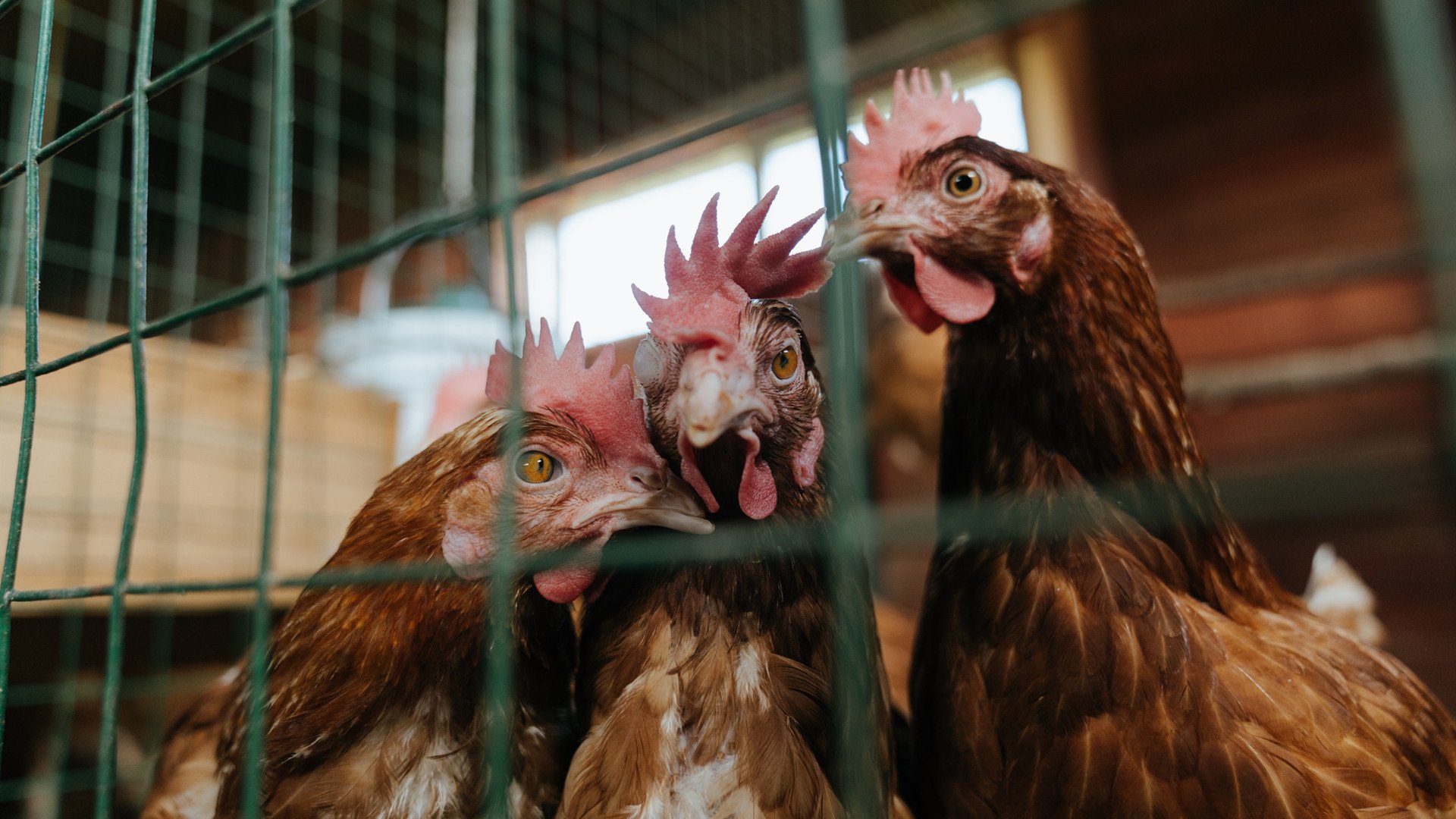 跨界统治，当黄蜂连续得分压制森林狼，哈登在欧冠决赛接管比赛