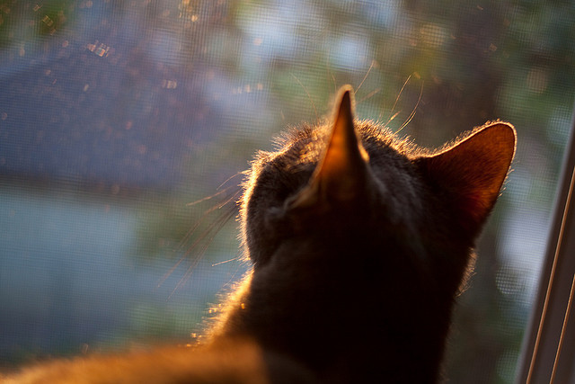 开云体育在线-骑士军团击溃快船主场，莫兰特利刃出鞘成关键先生