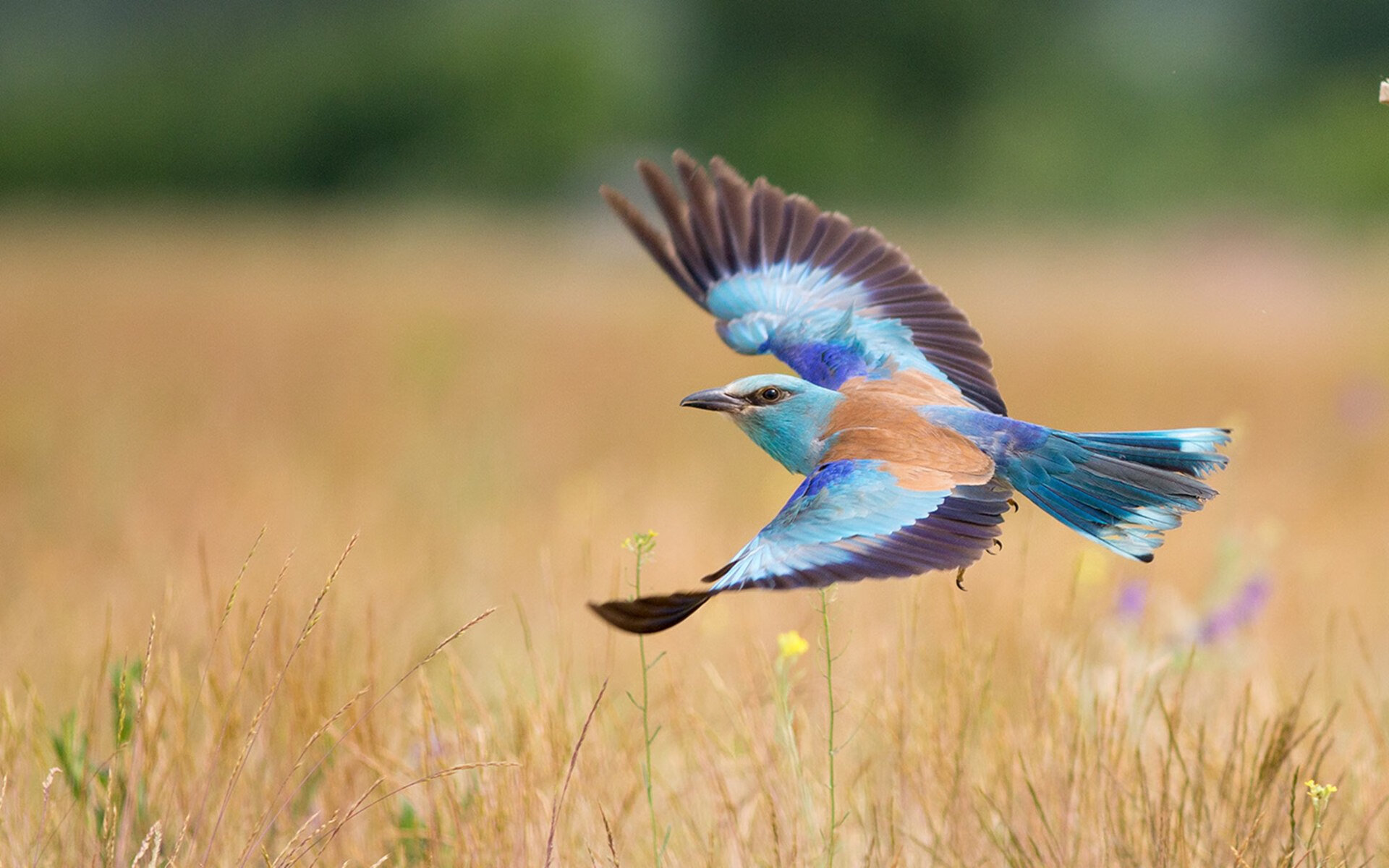 开云官网-欧冠级对决？鹈鹕降维碾压，76人迷失钢铁丛林