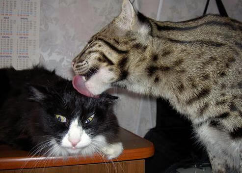 开云体育官网-压哨绝杀！快船险胜湖人，贝恩三分封喉当选关键先生