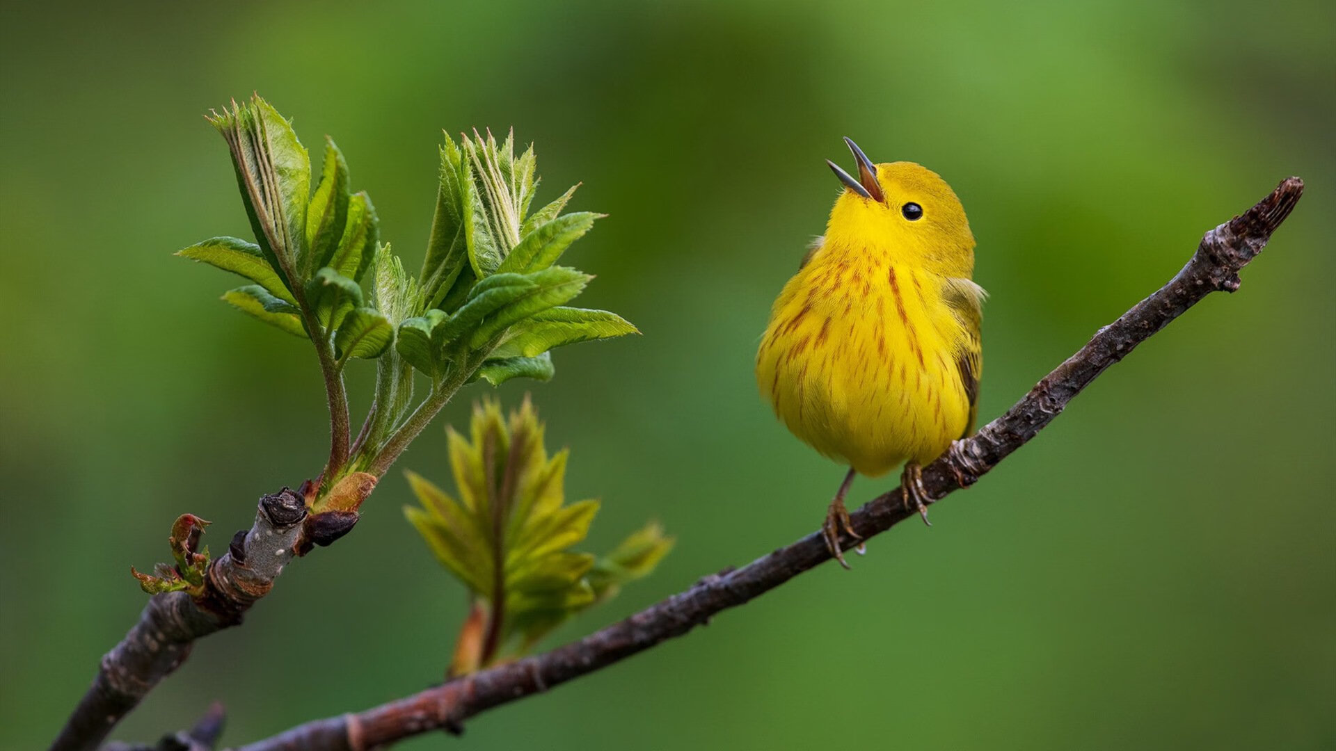 开云体育官方网站-喀麦隆为何能终结中国队？金玟哉何以成为关键先生？