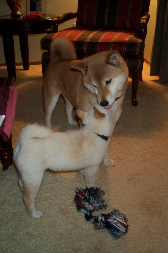 开云体育登录-迪巴拉神锋持续发威，智利黑马掀翻红牛，足球世界的秩序与惊喜