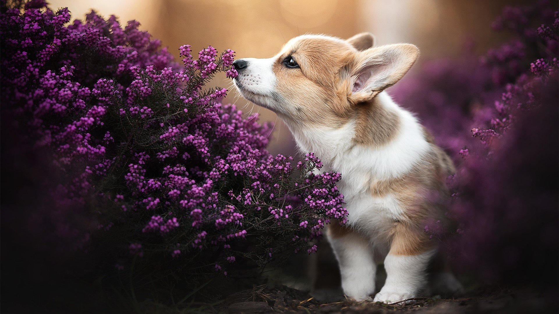 开云体育中国-双王之战，广东队力克国王，爱德华兹运筹帷幄定乾坤