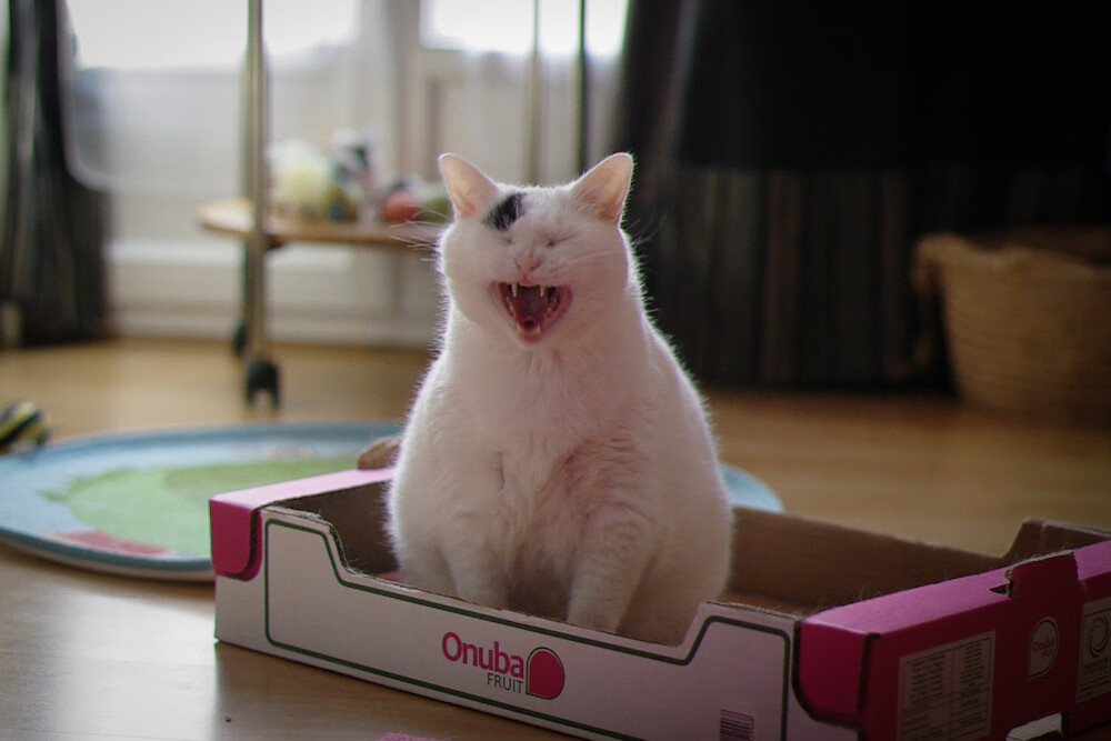 开云体育-一剑封喉与单节风暴，竞技体育中那令人颤栗的爆发时刻