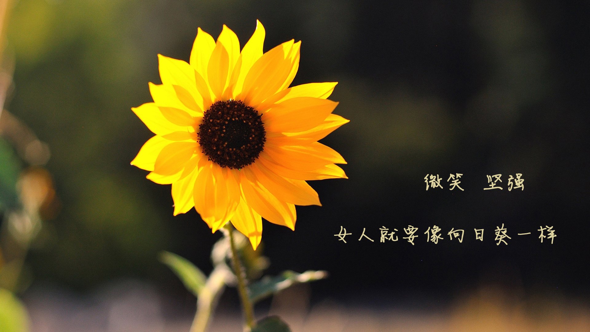 开云体育app-黄蜂战术利齿撕裂广厦防线，范弗利特化身掌控比赛节拍的关键先生