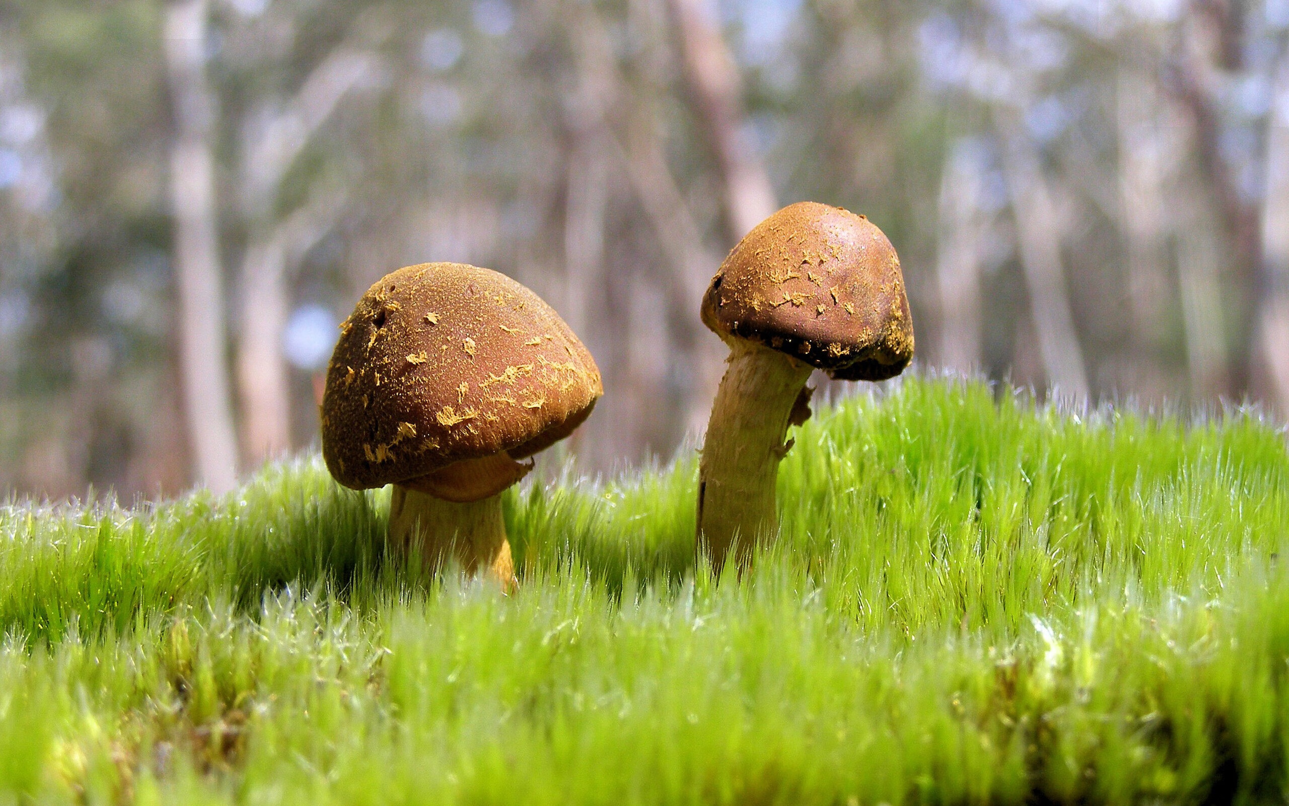 凯恩数据全面爆炸，巴黎强势晋级，那不勒斯留下无尽遗憾