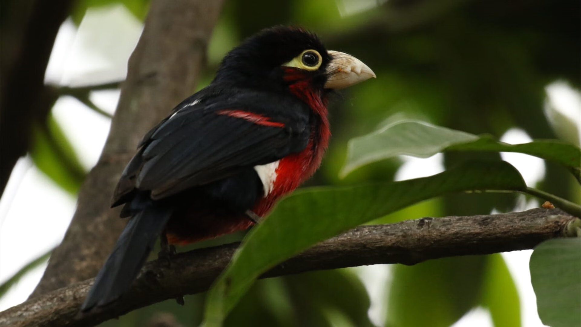 开云体育入口-生死局新王登基！乔治如手术刀彻底肢解广厦防线，广东险中求胜