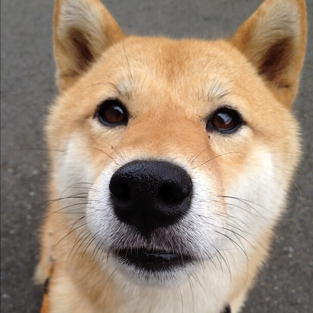 疾速狂飙！奥斯梅恩数据核爆，点燃世界排名争夺战之夜