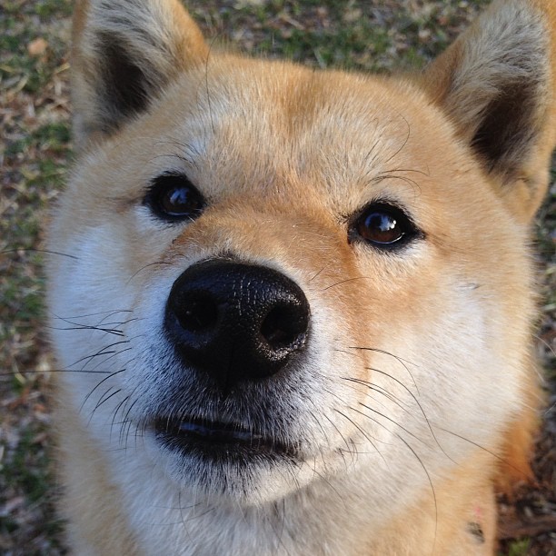 开云官网-高卢雄鸡欧冠级对决碾碎探戈防线，现代足球的终极形态于此现身